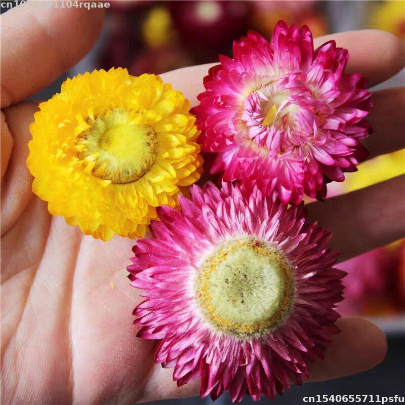 Candle Making Material Wholesale - 100% 천연 건조 꽃 브라케안타 브라케아타