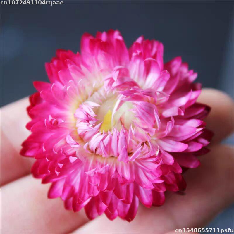 100% 천연 건조 꽃 브라케안타 브라케아타 웨딩 장식 - Candle Making Material Wholesale 리뷰 및 가격