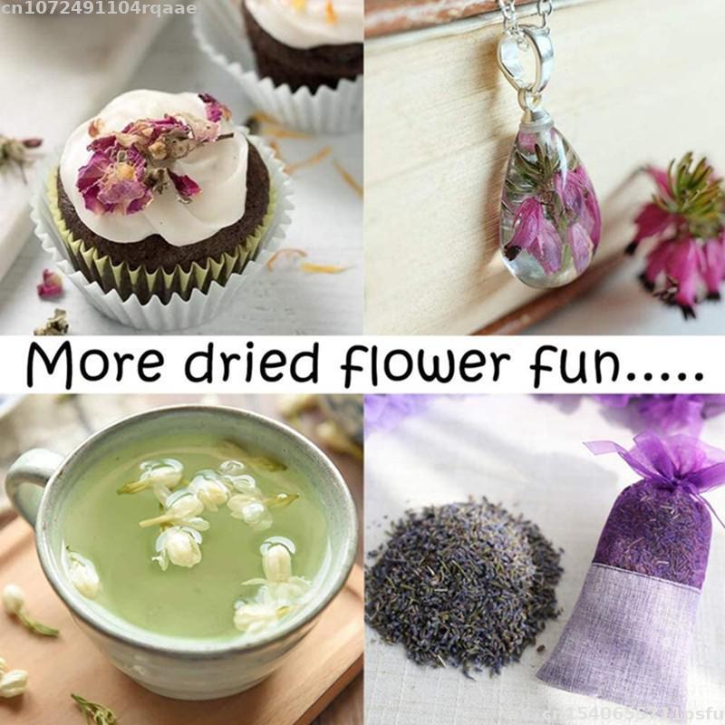 100% 천연 건조 꽃 브라케안타 브라케아타 웨딩 장식 - Candle Making Material Wholesale 리뷰 및 가격